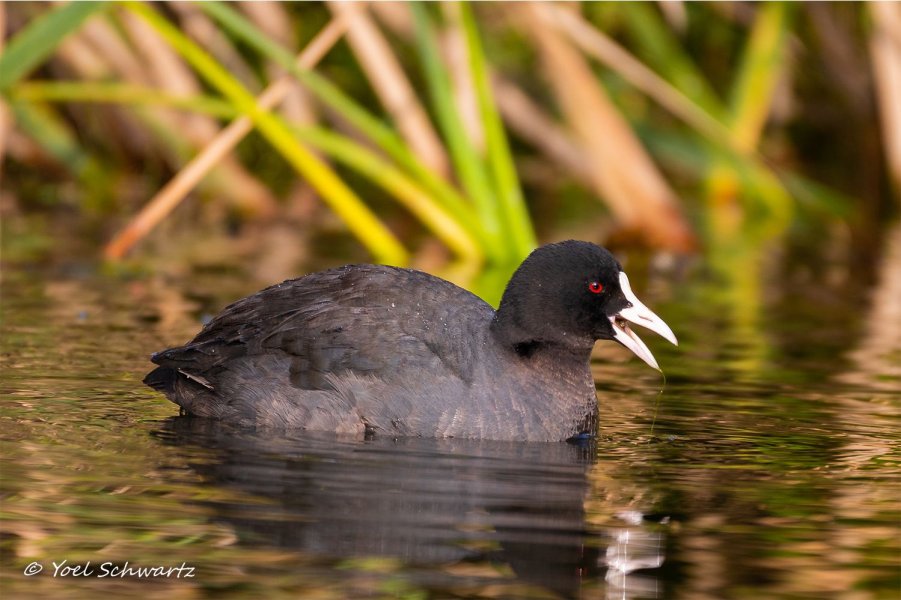 Eurasian Coot 001.jpg Eurasian Coot 001.jpg