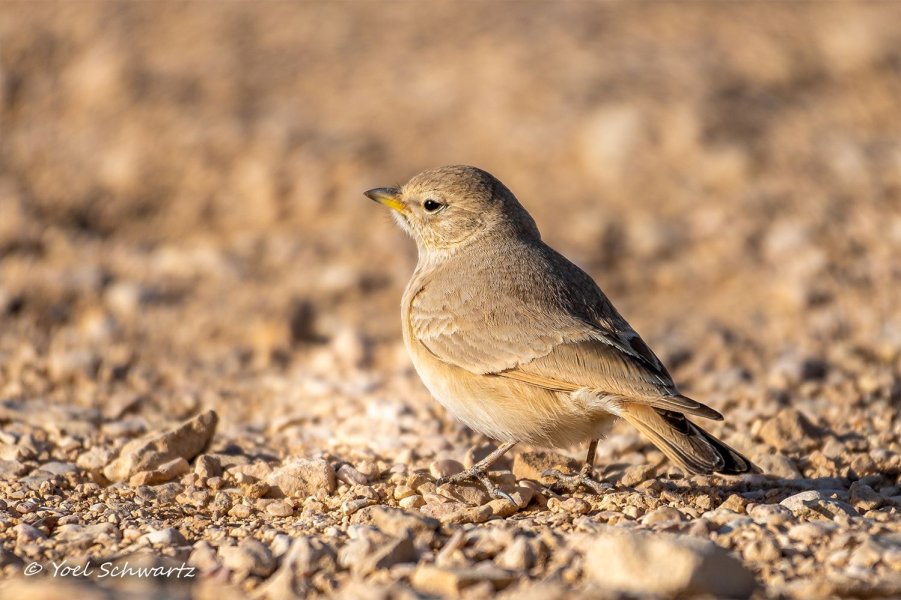 Desert Lark עפרוני מדבר 005.jpg Desert Lark עפרוני מדבר 005.jpg