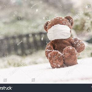 stock-photo-a-bear-with-a-mask-in-the-snow-1998437681.jpg