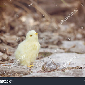 stock-photo-a-chick-standing-on-the-ground-looking-up-1998097400.jpg